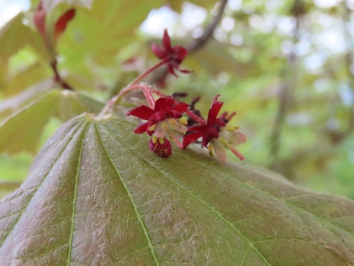 Acer japonicum