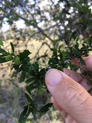 Alectryon diversifolius