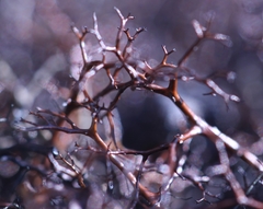 Bryocaulon divergens