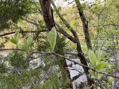 Sideroxylon lycioides