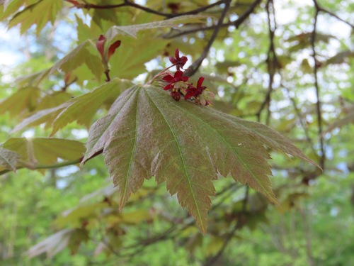 Acer japonicum