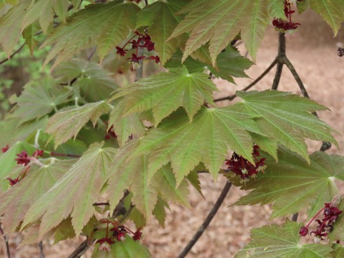 Acer japonicum