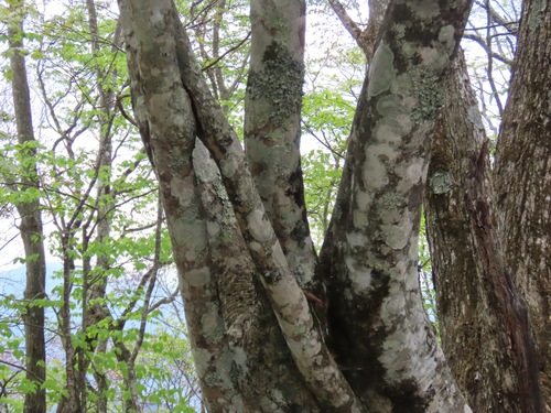 Acer japonicum
