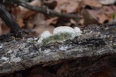Fungi