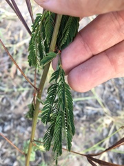 Desmanthus pernambucanus