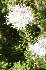 Agathosma gonaquensis, photograph (c) Andrew Gillespie, some rights reserved (CC BY)