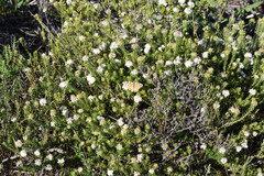 Agathosma gonaquensis, photograph (c) Andrew Gillespie, some rights reserved (CC BY)