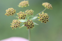 Bupleurum americanum