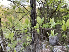 Sideroxylon lycioides