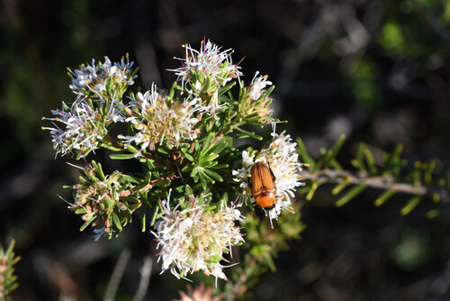 Agathosma gonaquensis, photograph 2