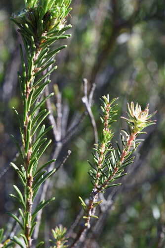 Agathosma gonaquensis, photograph 3