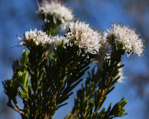 Agathosma gonaquensis