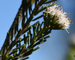 Agathosma gonaquensis, photograph (c) Andrew Gillespie, some rights reserved (CC BY)