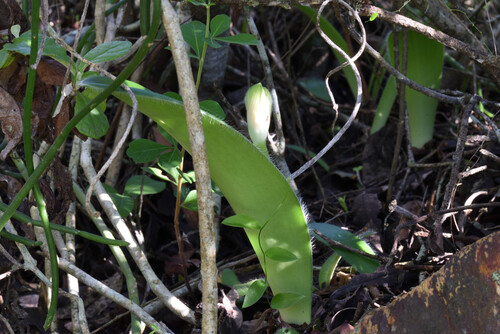 Haemanthus albiflos