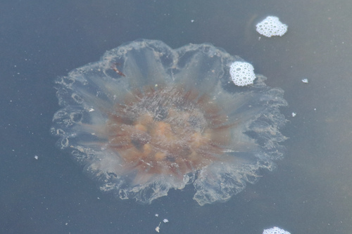 Atlantic Lion's Mane Jelly