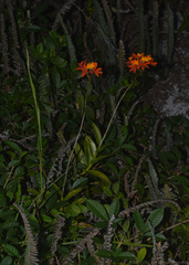 Epidendrum fulgens