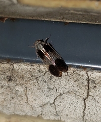 Cixiidae