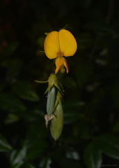 Crotalaria vitellina