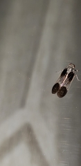 Cixiidae
