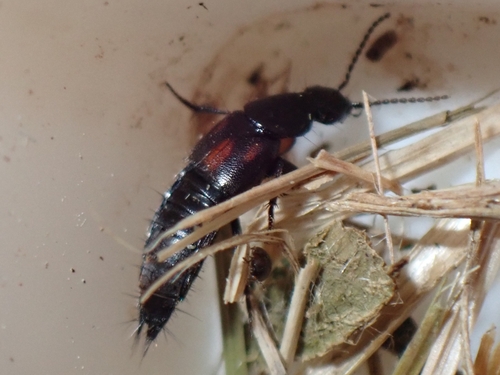 Staph beetle