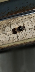 Cixiidae