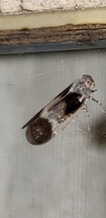 Cixiidae