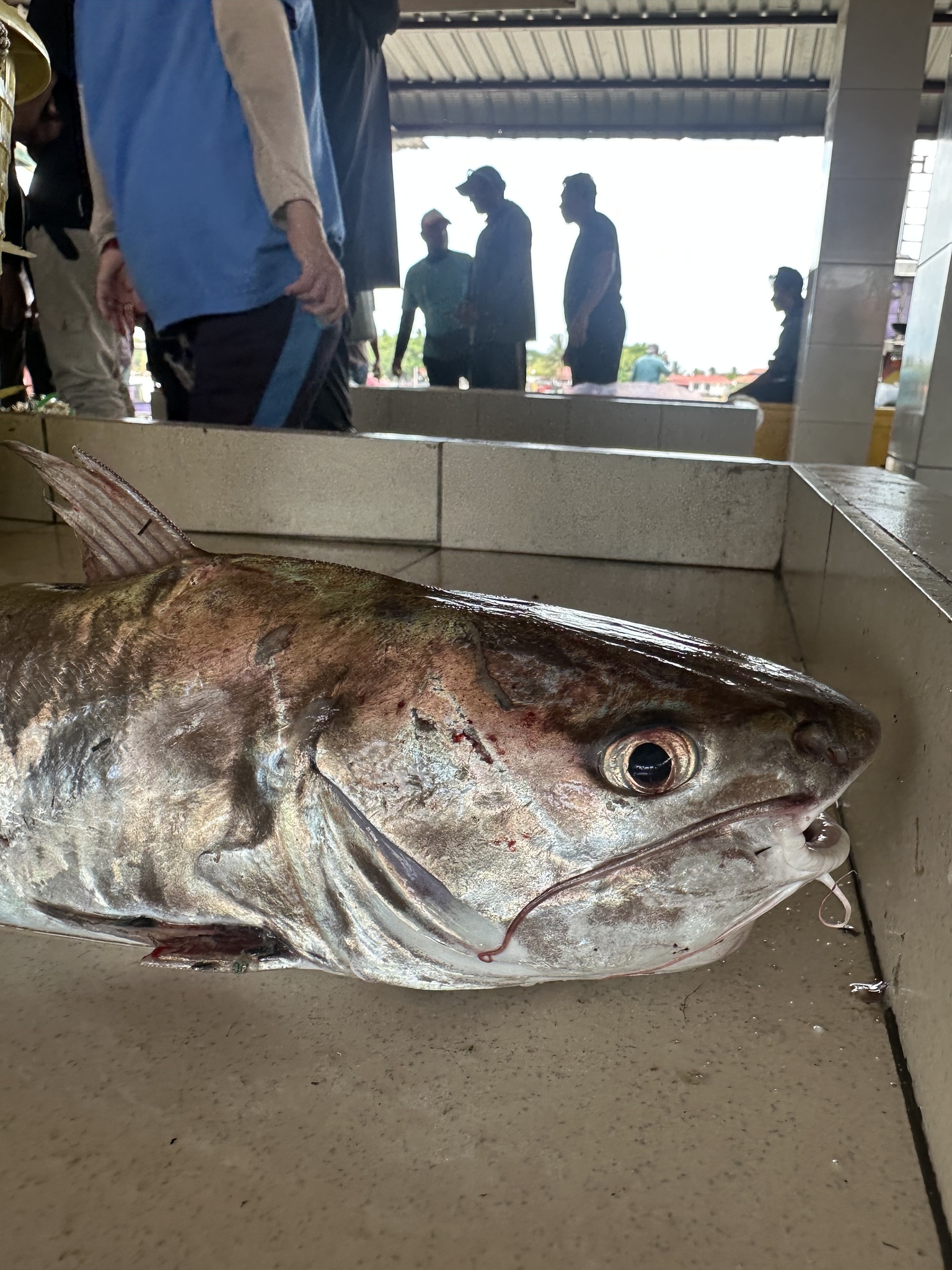 Roundsnout Sea Catfish photo 5