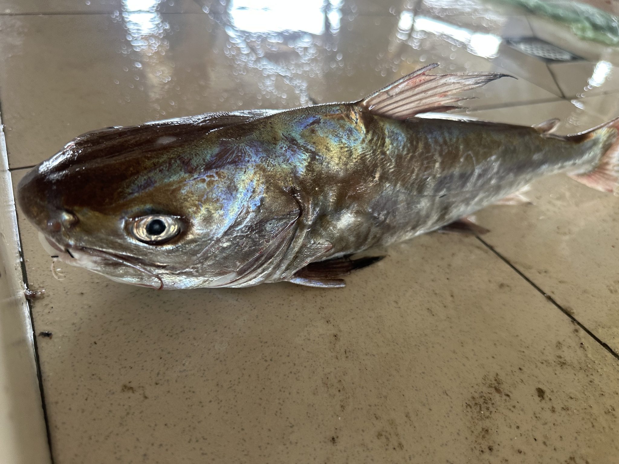 Roundsnout Sea Catfish photo 6