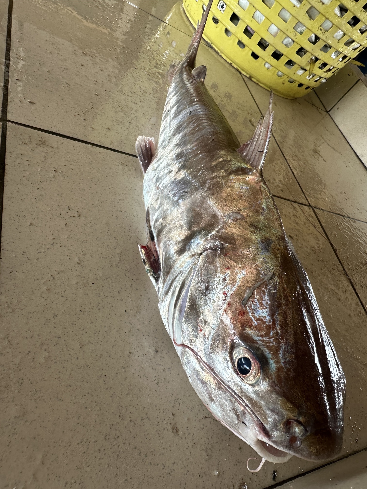 Roundsnout Sea Catfish photo 7