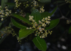 Ocotea pulchella