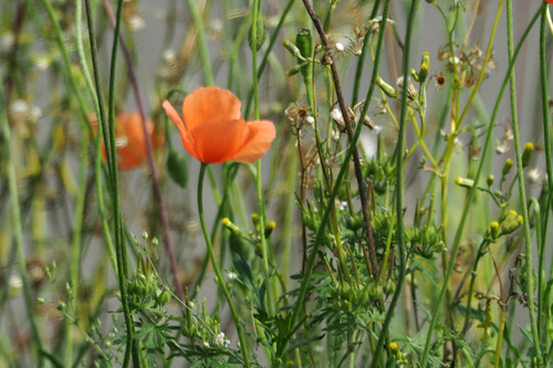 Long-headed poppy