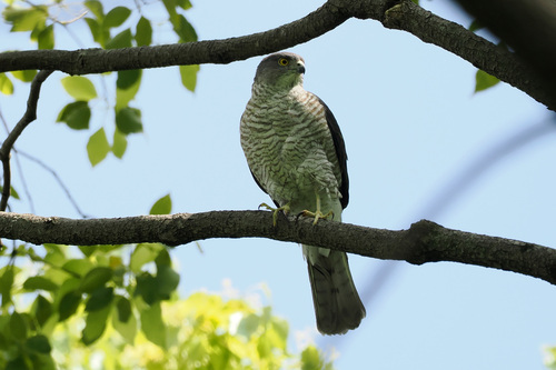 Japanese Sparrowhawk