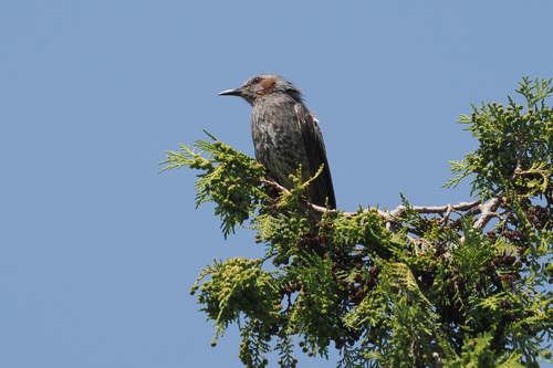 Brown-eared Bulbul