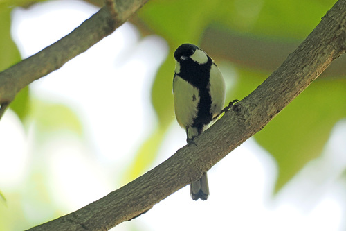 Asian Tit