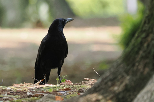 Carrion Crow