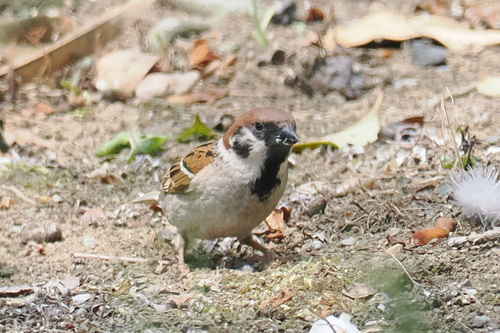 Eurasian Tree Sparrow