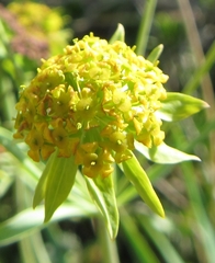 Bupleurum americanum
