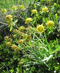 Bupleurum americanum