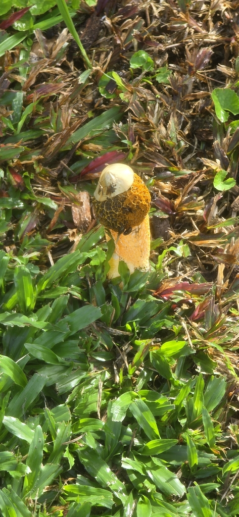 Phallus multicolor · May 2026 · photo: © janegrowsgardenrooms (iNaturalist, cc-by)