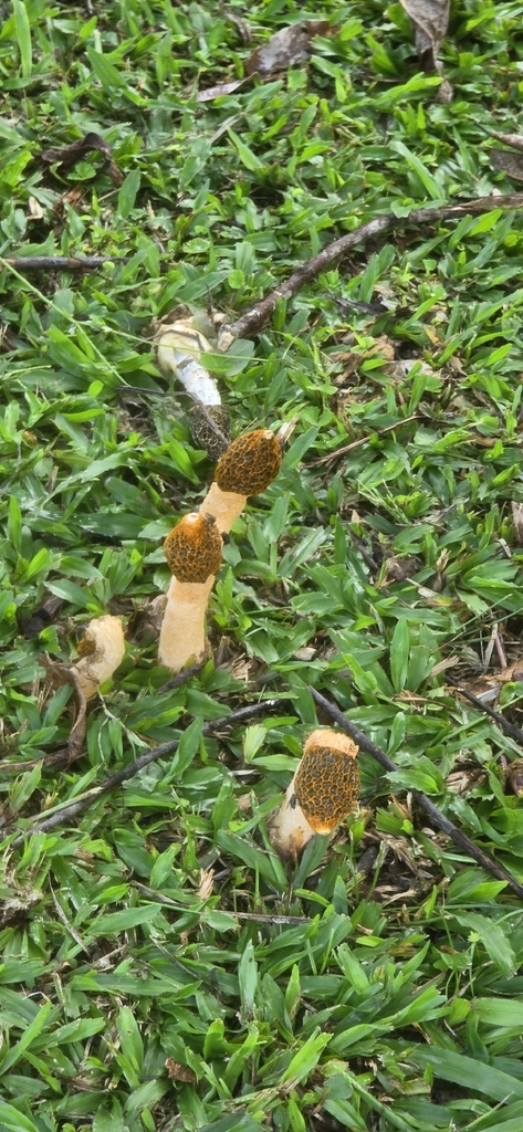 Phallus multicolor · May 2026 · photo: © janegrowsgardenrooms (iNaturalist, cc-by)
