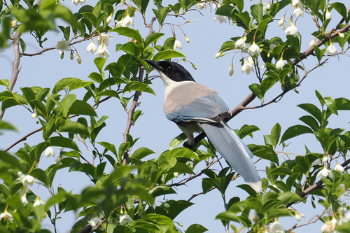 Japanese Magpie