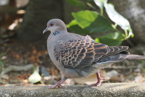 Oriental Turtle-Dove
