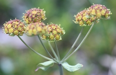 Bupleurum americanum