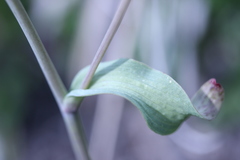 Bupleurum americanum