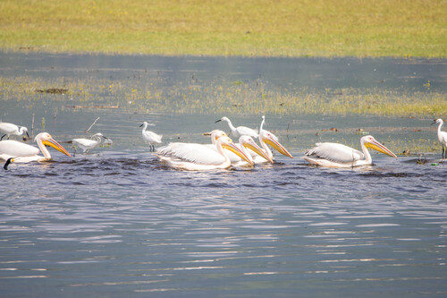 Pelícano común (Pelecanus onocrotalus)