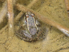 Lithobates neovolcanicus