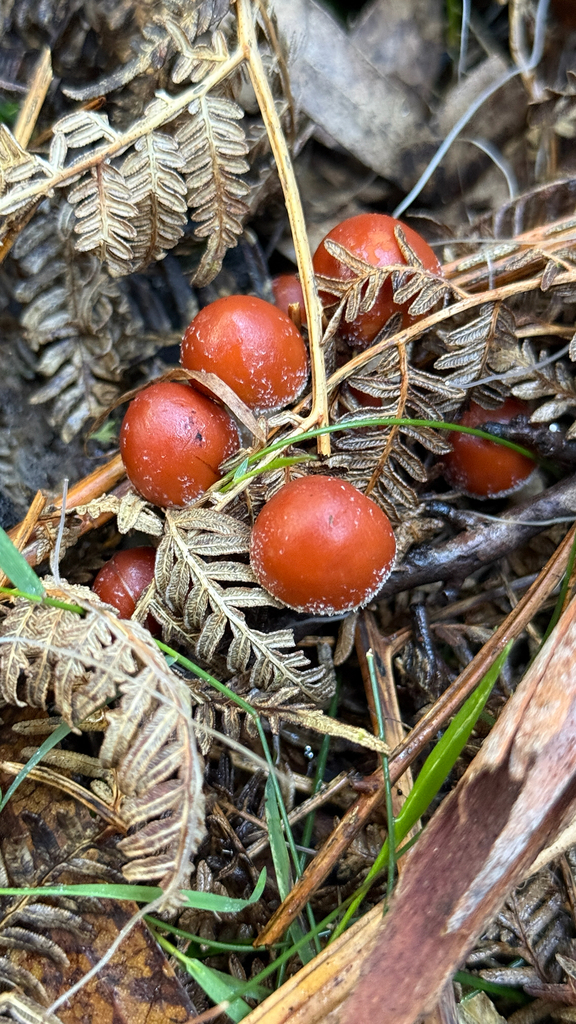 Hypholoma australianum · May 2026 · photo: © thekrugle (iNaturalist, cc-by)