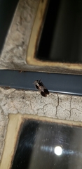 Cixiidae