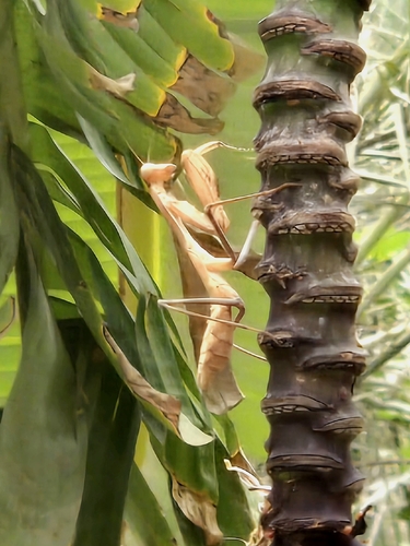 Giant African Mantis