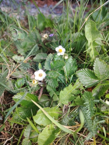 woodland strawberry